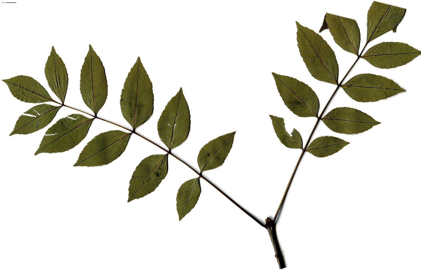 Fraxinus angustifolia subsp. oxycarpa (Oleaceae)